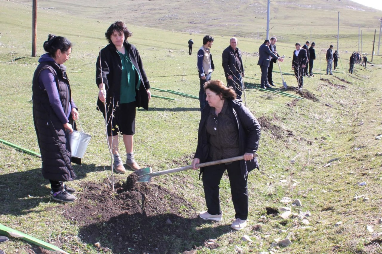 Daşkəsəndə ağacəkmə aksiyası keçirildi - FOTOLAR